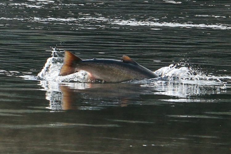 Am World Fish Migration Day dreht sich alles um den Erhalt der Wanderfische der Welt. Seit 1970 ist ihr Bestand um 76% zurückgegangen. Foto: Blinker-Archiv