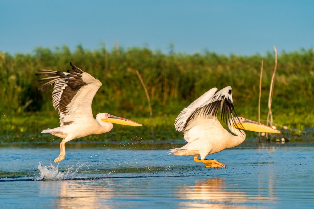 Zwei Pelikane fliegen übers Wasser