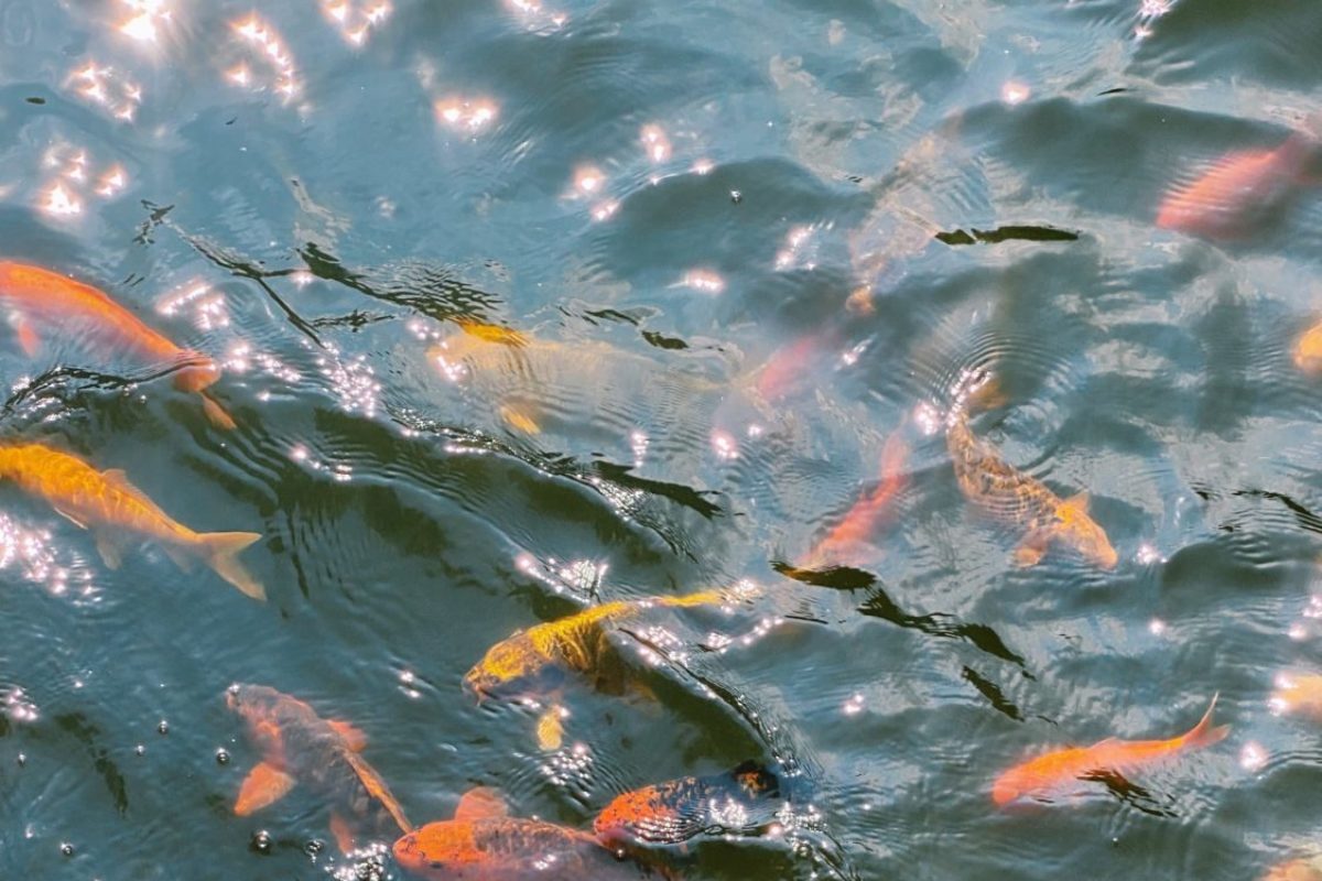 Happy End: Die Tankstellen-Goldfische aus Grevenbroich haben mittlerweile ein neues Zuhause gefunden.