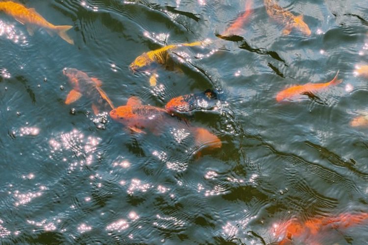 Happy End: Die Tankstellen-Goldfische aus Grevenbroich haben mittlerweile ein neues Zuhause gefunden.