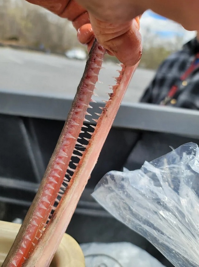 Knochenhechte verfügen über eine Vielzahl an dünnen, nadelartigen Zähnen. Foto: Georgia Natural Resources