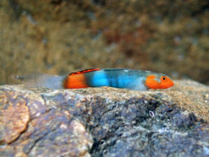 Lentipes kijimuna besitzt eine aufällige, rot-blaue Zeichnung. Foto: K. Maeda