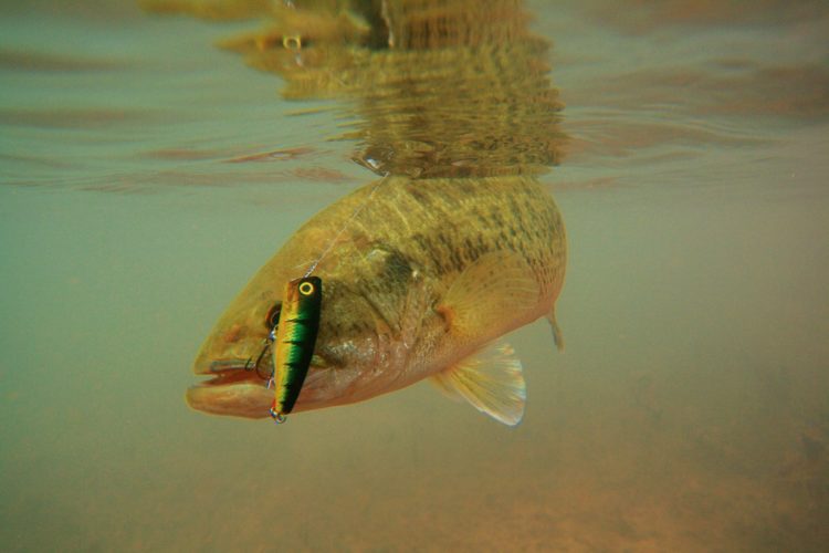 Angler füllen die Staatskassen deutlich mehr als es die Aquakulturen tun.