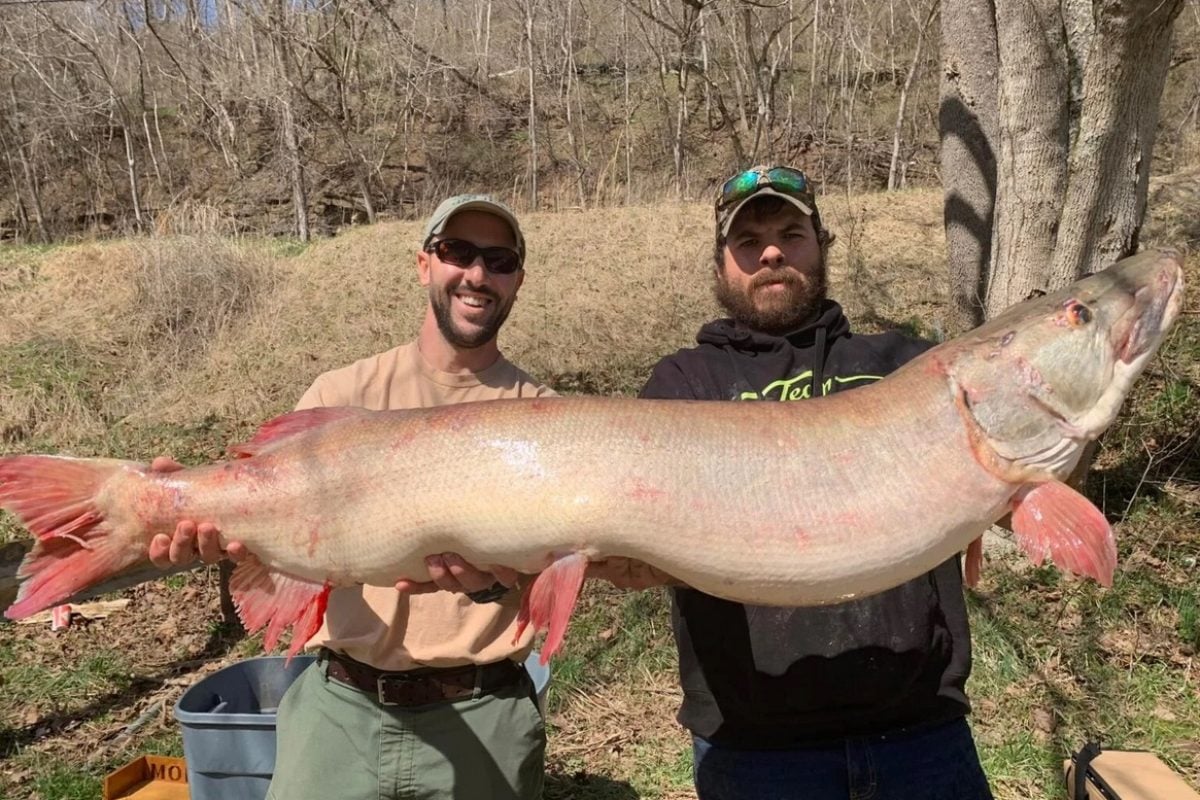 Stolze 1,40 Meter maß der Rekord-Musky, den Luke King in West Virginia fing. Foto: L. King