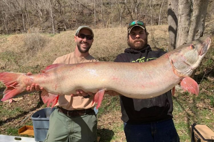 Stolze 1,40 Meter maß der Rekord-Musky, den Luke King in West Virginia fing. Foto: L. King