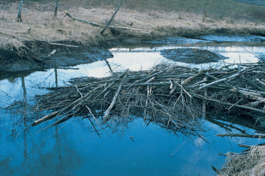 Biberdämme bieten einen natürlichen Hochwasserschutz. Foto: E. Hartwich