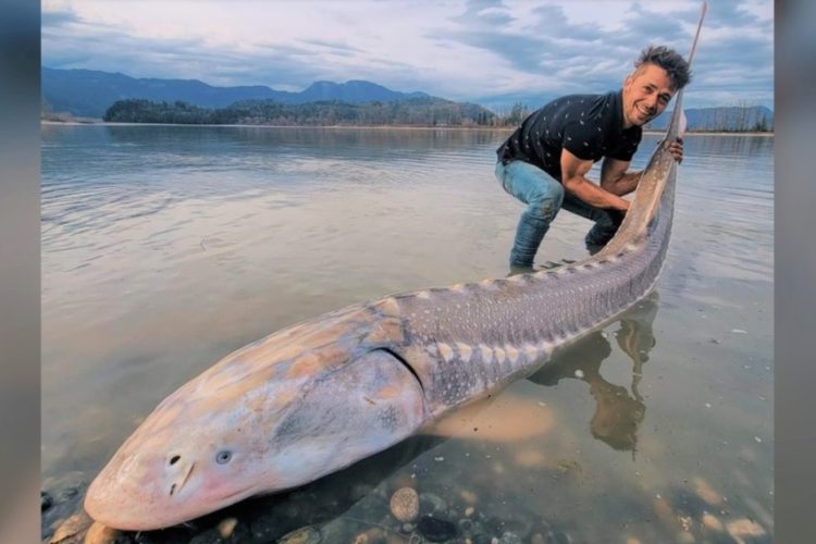 Der Kanadier Braeden Rouse fing am Fraser River den Stör seines Lebens. Der Fisch zog sein Kayak eine halbe Stunde lang durchs Wasser. Foto: S. Kozelenko (via Facebook)