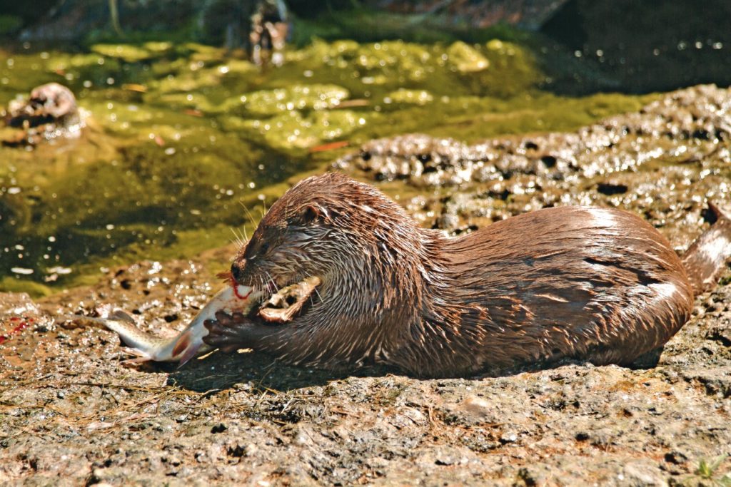 Auch maßige Bachforellen gehören zur Lieblingsspeise der Fischotter. Foto: O. Portrat