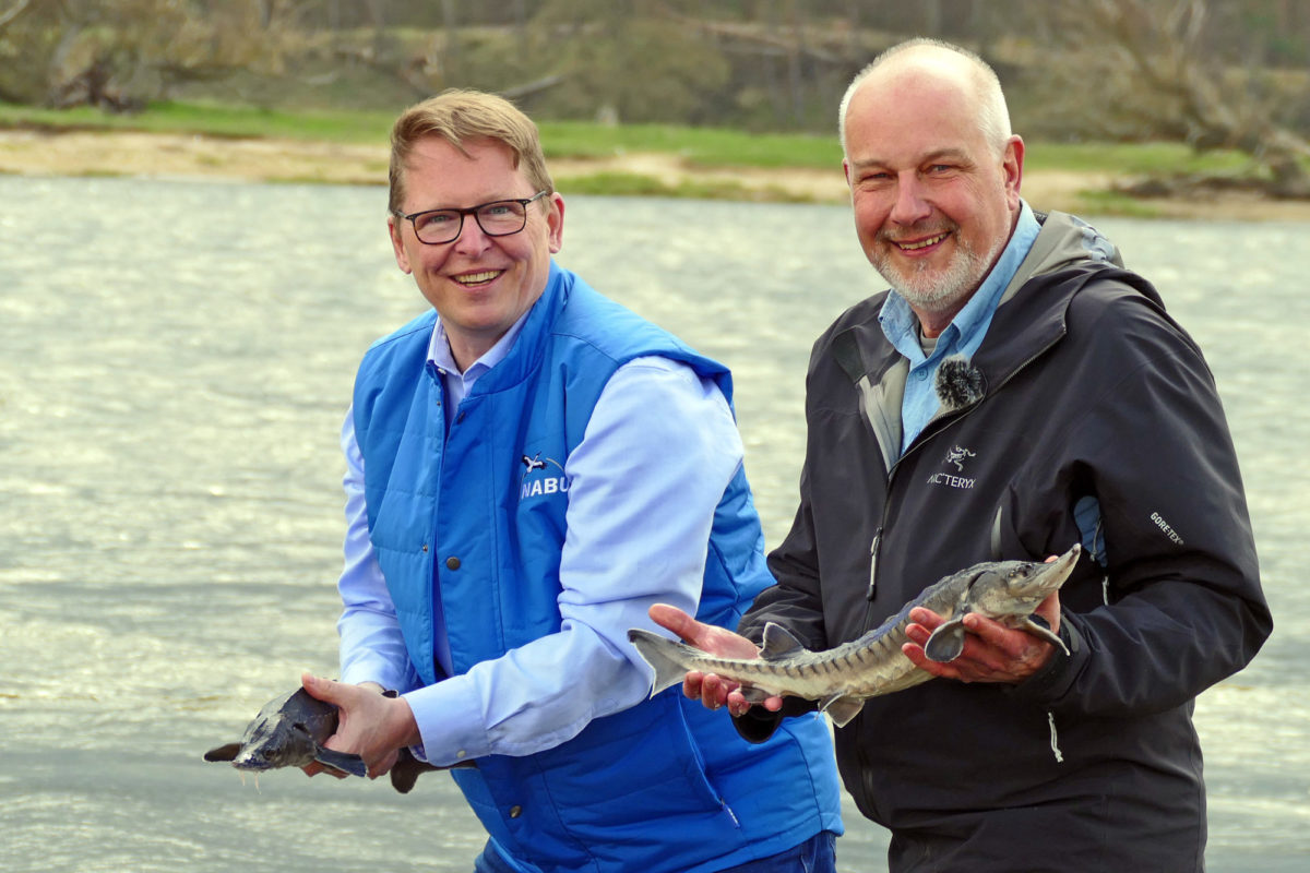 NABU-Präsident Jörg-Andreas Krüger (links) und Jörn Gessner von der Gesellschaft zur Rettung des Störs beim Einsetzen der Jungstöre in die Oder. Foto: Uwe Werner