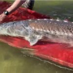 Am Snake River hatte sich ein Stör in einen Kanal verirrt. Wildhüter konnten ihn durch eine Tragerutsche sicher transportieren und umsetzen. Foto: Idaho Department of Fish and Game (Screenshot)