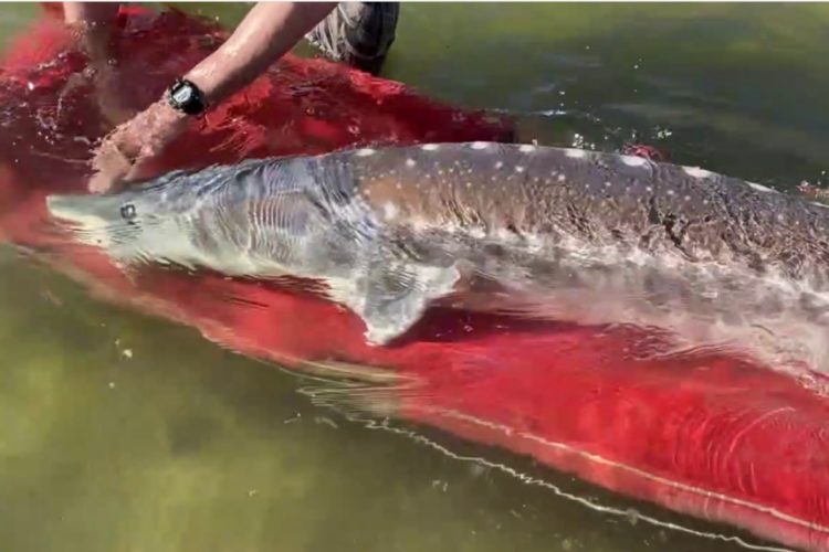 Am Snake River hatte sich ein Stör in einen Kanal verirrt. Wildhüter konnten ihn durch eine Tragerutsche sicher transportieren und umsetzen. Foto: Idaho Department of Fish and Game (Screenshot)