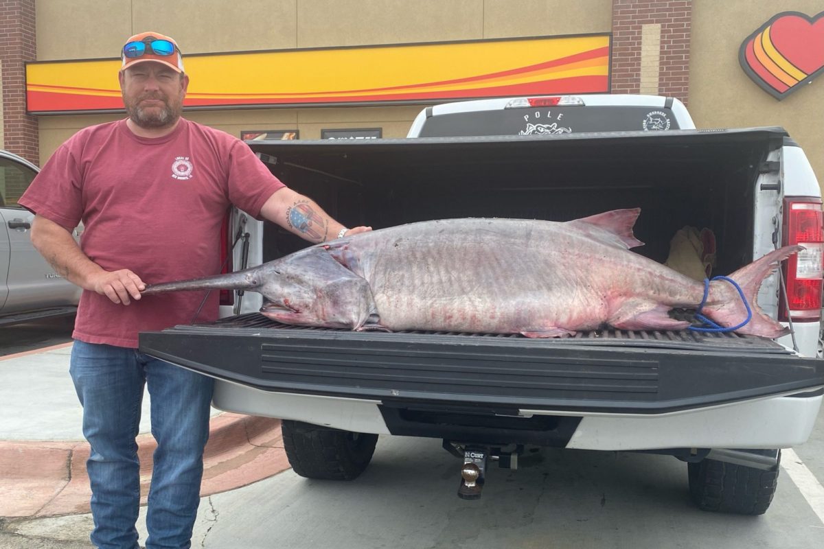 Mit diesem Rekord-Stör trägt sich Angler Chad Collins in die Rekordbücher ein. Foto: Tennessee Wildlife Resources Agency