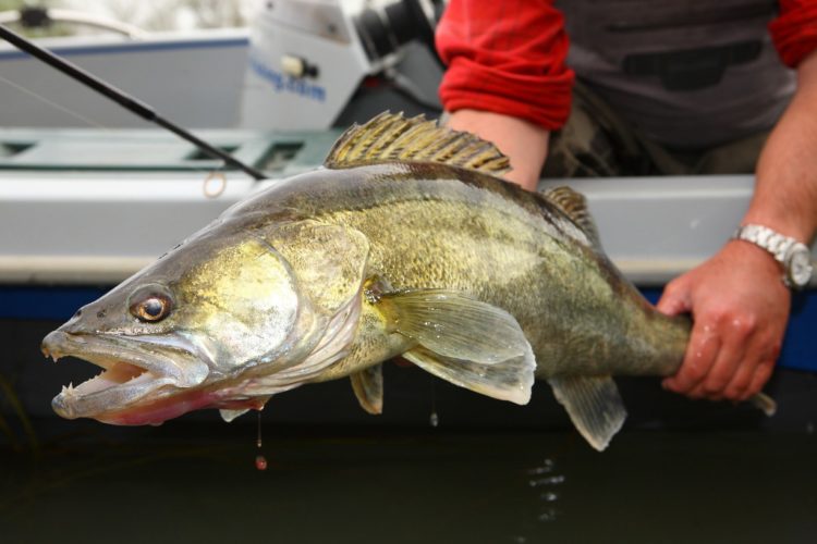 Ein schöner Küchenzander ist gefangen – doch kann man ihn unbedenklich verzehren? In den Niederlanden eher nicht: Dort wurden viele Schadstoffe in Fischen nachgewiesen. (Symbolbild) Foto: O. Portrat