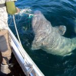 Neuer Rekord: Dieser Eishai ist der größte Fisch, den jemals ein Angler in Schweden gefangen hat. Foto: J. Larsson / Sportfiskarna