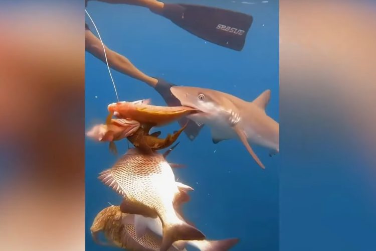 Der Hunger überwindet jede Scheu: Ein Hai attackiert die Fische, die ein Taucher gefangen hatte. Foto: Zenger (via YouTube)