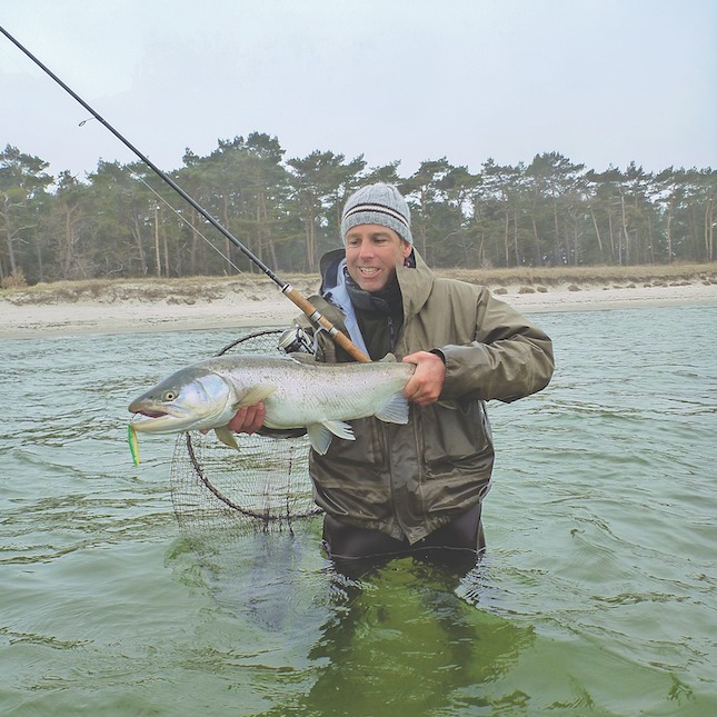 Eine riesige Meerforelle aus der Ostsee. Der Fisch ist aber nicht mehr silberblank, sondern schon stahlgrau gefärbt.