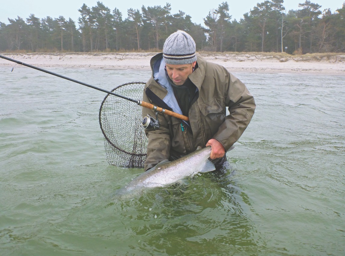 Während der Schonzeit muss so ein Fisch wieder zurückgesetzt werden. Viele Meerforellenangler würden ihn aber auch außerhalb der Schonzeit wieder schwimmen lassen.