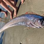 Ein über 3 Meter langer Riemenfisch wurde vor Neuseeland angeschwemmt. Sie bewohnen sonst Tiefen von mehr als 200 Metern. Foto: Bridie Allan (via Twitter)