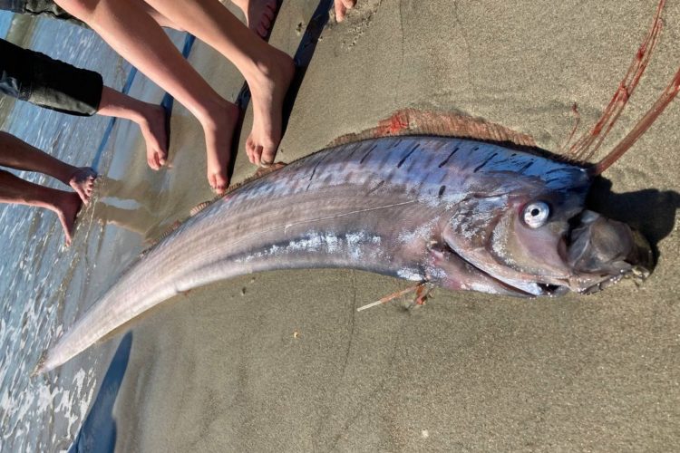 Ein über 3 Meter langer Riemenfisch wurde vor Neuseeland angeschwemmt. Sie bewohnen sonst Tiefen von mehr als 200 Metern. Foto: Bridie Allan (via Twitter)