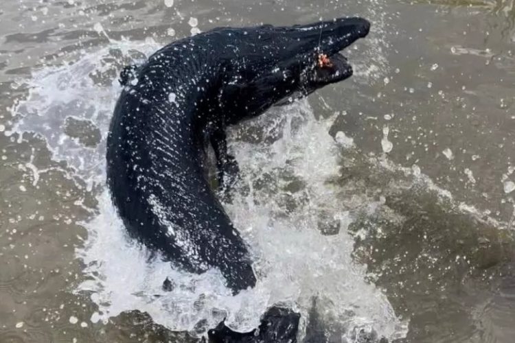 Dieser Alligatorhecht aus Texas ist ein wahres Flussmonster. Nicht allein wegen seiner Größe, sondern wegen seiner seltenen Farbe. Lotus Guide Service (via Facebook)