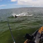 Ein Hai, der einen Tarpon attackiert – und das mitten im Drill. Foto: John Skinner (via YouTube)