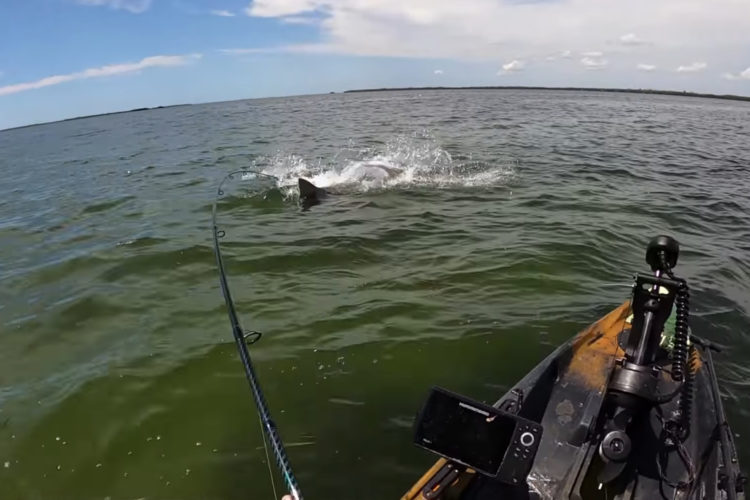 Ein Hai, der einen Tarpon attackiert – und das mitten im Drill. Foto: John Skinner (via YouTube)