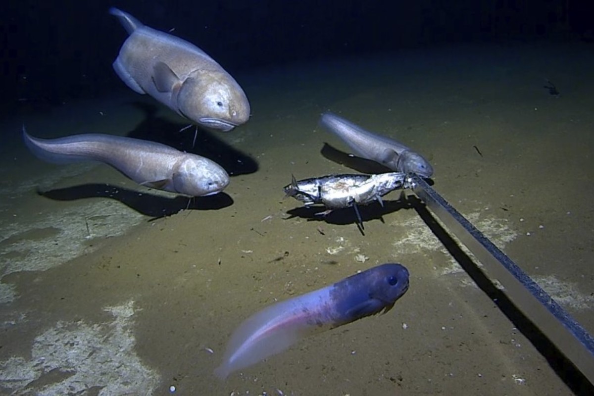 6,5 Kilometer unter der Wasseroberfläche lockt ein großer Köder die Bewohner der Tiefe an. Foto: UWA/Minderoo