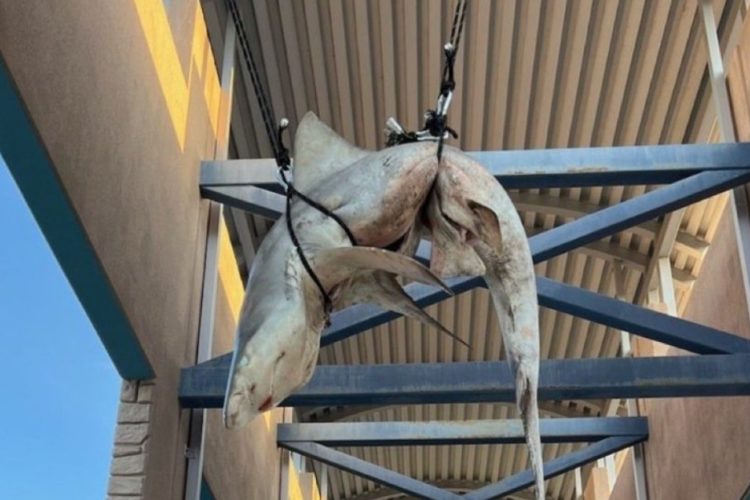 An einer Schule in Florida hing ein toter Hai von der Decke. Dieser Streich ging eindeutig zu weit. Foto: Twitter / MarilynParkerTV