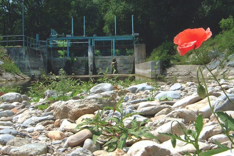 Zu spät! Durch Trockenheit kann in diesem Fluss kein Fisch mehr leben. Deshalb müssen vor einer Dürreperiode Maßnahmen ergriffen werden, die den Wasserstand auf einem erträglichen Minimum halten. Foto: Archiv