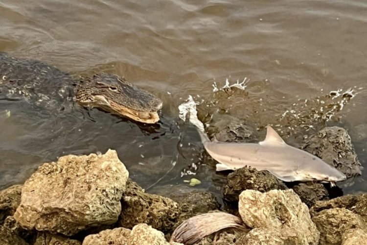 Kaum hatte David Zinn den Hai ans Ufer gedrillt, wollte ihm ein Alligator den Fang streitig machen. Im letzten Moment ließ das Reptil jedoch ab. Foto: David Zinn (via Facebook)