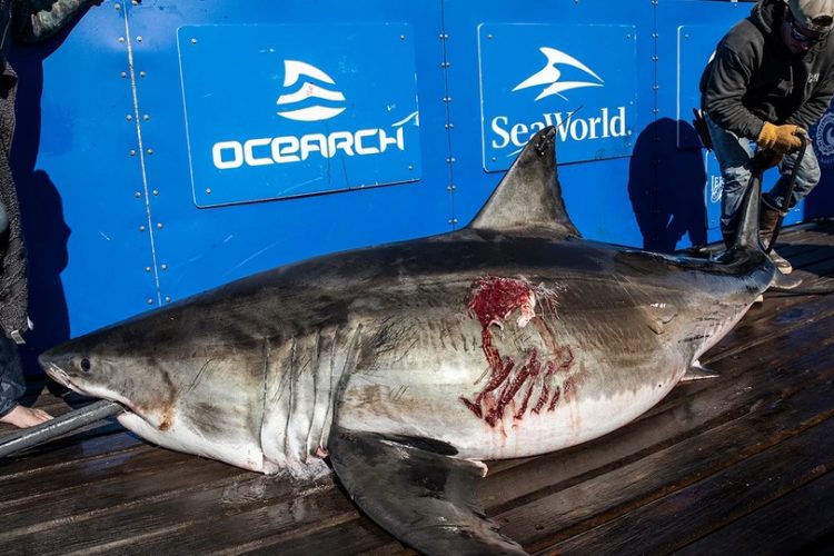 Den Hai „Maple“ erkennt man deutlich in ihren riesigen Narben auf der Flanke. Foto: OCEARCH