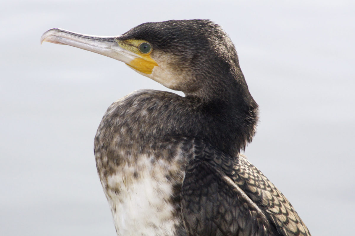 Der Kormoran ist eine große Bedrohung für Fischbestände. Auf der dänischen Insel Fünen (Fyn) macht man sich vor allem Sorgen um junge Meerforellen. Foto: Lars Østergaard Jensen