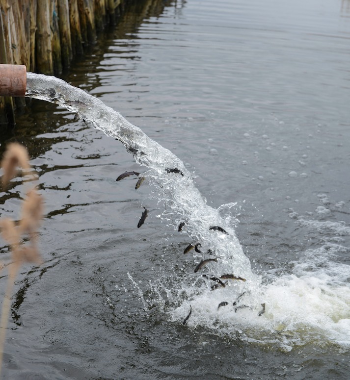 Beim Aussetzen sind Smolts besonders leichte Beute für Raubvögel. Foto: destinationfyn.dk 