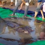 Der riesige Stachelrochen hatte einen Durchmesser von 3,90 Metern und wog 300 Kilogramm. Damit ist er der größte Süßwasser-Fisch, der je gefangen wurde. Foto: Wonders of the Mekong