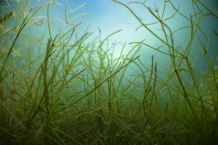 Wasserpflanzen sind wichtig, um den Klarwasserzustand von flachen Seen zu stabilisieren. Foto: IGB / Solvin Zankl