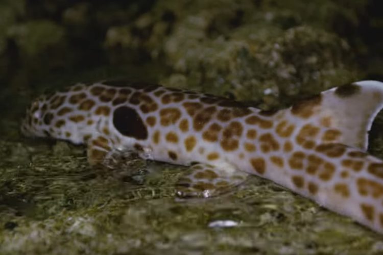 Dieser kleine Hai kann sich kurzfristig an Land aufhalten. Er nutzt diese Fähigkeit, um in Pfützen zu jagen, die bei Ebbe zurückbleiben. Foto: Discovery Press (YouTube)