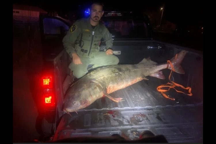 Die Beamten fanden den Stör gerade rechtzeitig und konnten ihn noch zurücksetzen. Weiße Störe sind in Kalifornien mit strikten Fanglimits geschützt. Foto: California Department of Fish and Wildlife