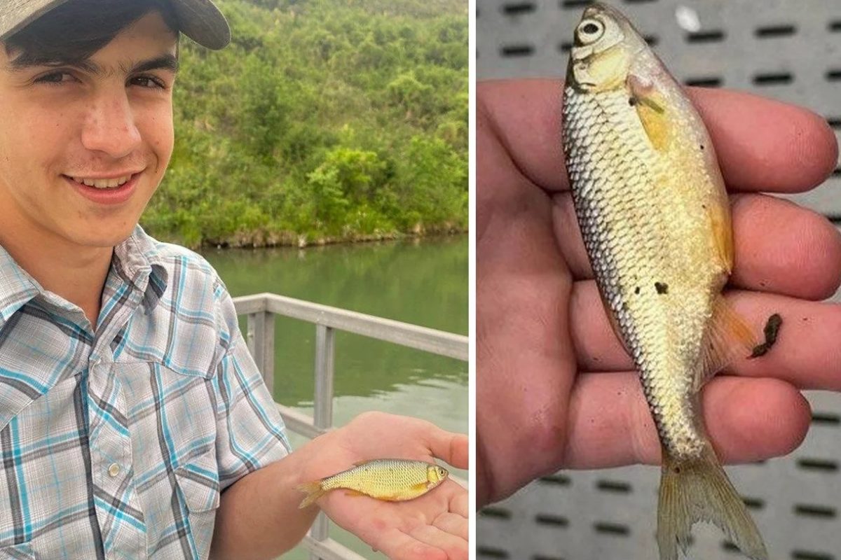 Mit stolzen 11 Zentimetern und über 13 Gramm war der Golden Shiner von Sam Grisak ein Riese seiner Art. Foto: Montana Wildlife and Parks