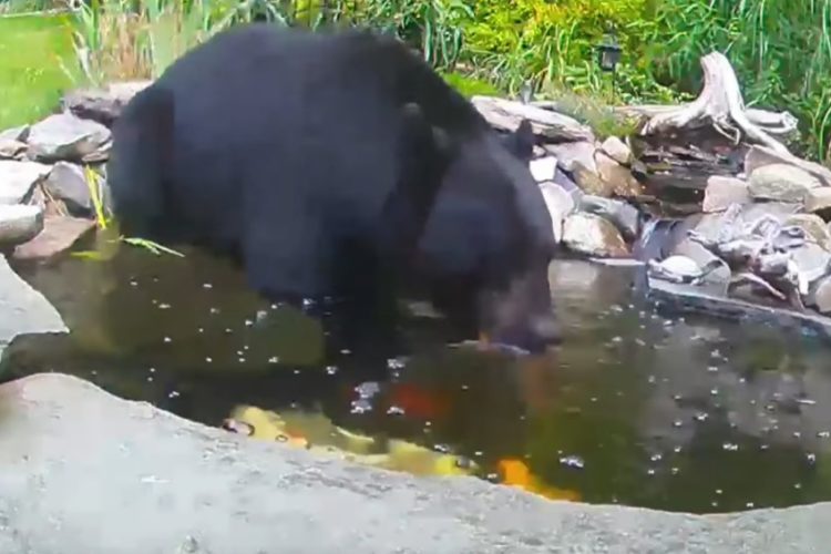 Ein Schwarzbär wollte Bad in einem Teich nehmen, doch die Koi-Karpfen waren ihm nicht geheuer.