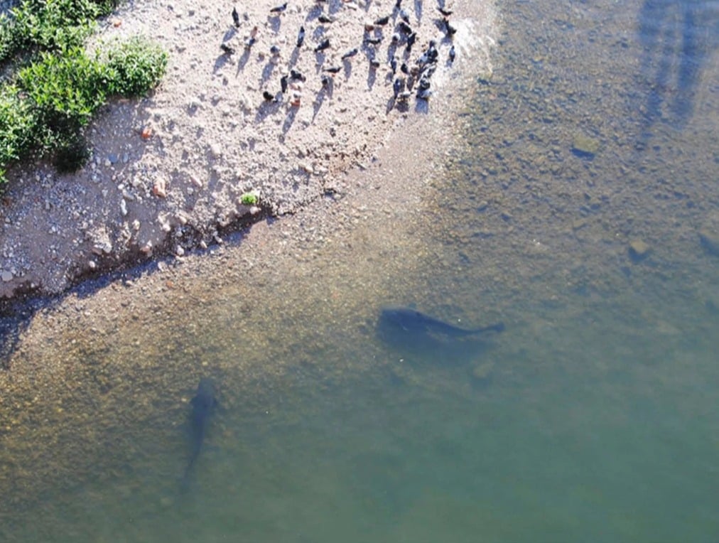 Die großen Fische lauern ihrer Beute gemeinsam auf. Sie lernen die Strategie von größeren Artgenossen. Foto: Cucherousset J, Boulêtreau S, Azémar F, Compin A, Guillaume M, et al.