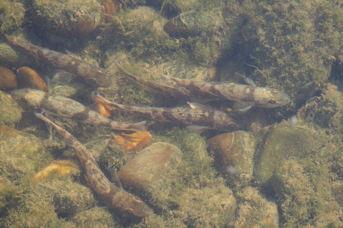 Der Zingel ist eine stark gefährdete Fischart, die in Deutschland nur in der bayerischen Donau vorkommt. Foto: LfU