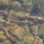 Der Zingel ist eine stark gefährdete Fischart, die in Deutschland nur in der bayerischen Donau vorkommt. Foto: LfU