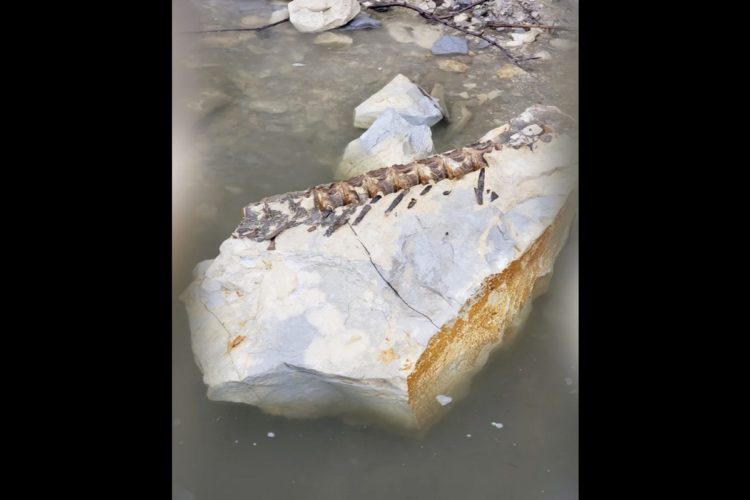 Ein Angler aus Nebraska verhakte sich an einem Stein, der sich als 90 Millionen Jahre altes Fossil eines Raubfisches herausstellte. Foto: A. Moore (Screenshot via YouTube)