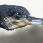 Der Kormoran: Nachdem die Anzahl dieser Vögel nun einen Rekordstand erreicht stellt sich die Frage: Ab wann ist eine Art überschützt?