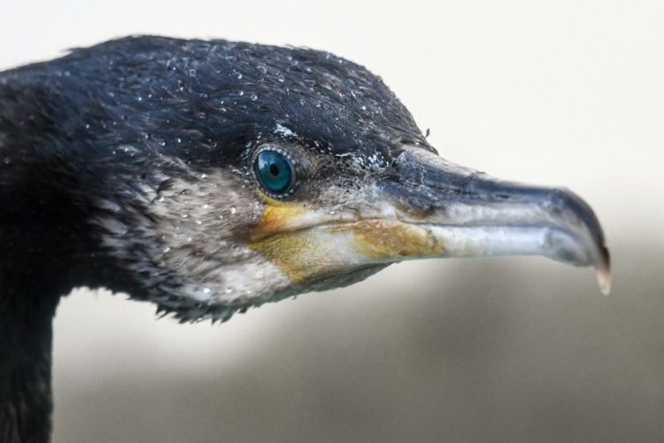 Der Kormoran: Nachdem die Anzahl dieser Vögel nun einen Rekordstand erreicht stellt sich die Frage: Ab wann ist eine Art überschützt?