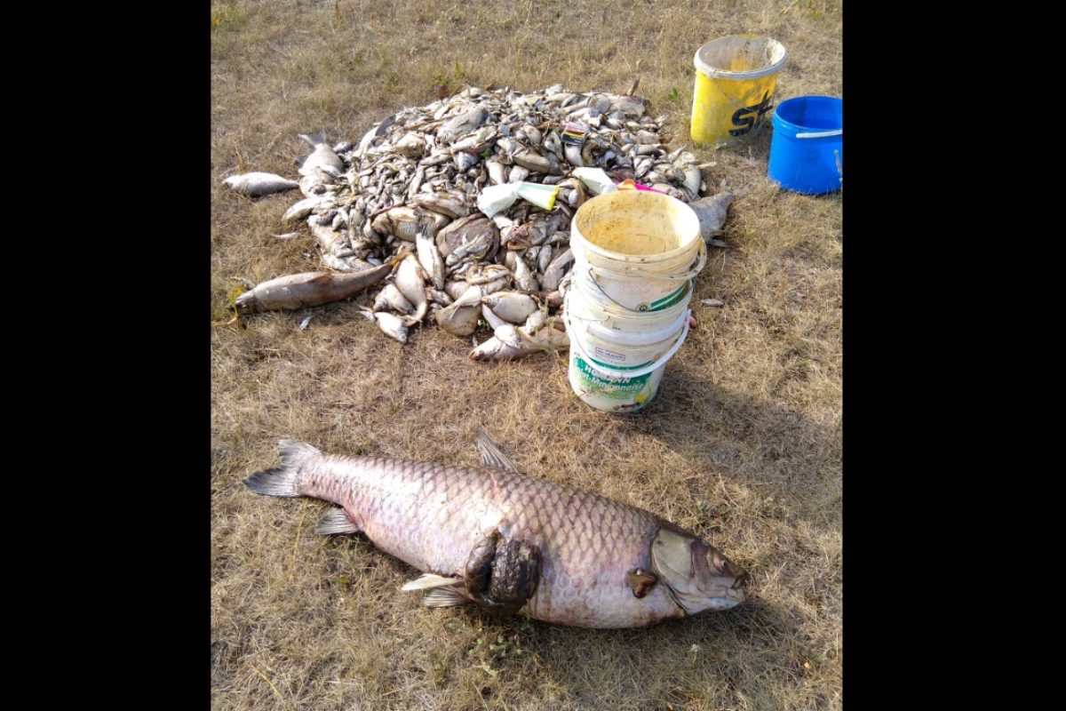 Freiwillige holten Kadaver aus der Oder. Die Gründe für das Fischsterben sind nach wie vor nicht geklärt. Foto: Jens-Werner Dettmann (via Facebook)