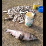 Freiwillige holten Kadaver aus der Oder. Die Gründe für das Fischsterben sind nach wie vor nicht geklärt. Foto: Jens-Werner Dettmann (via Facebook)