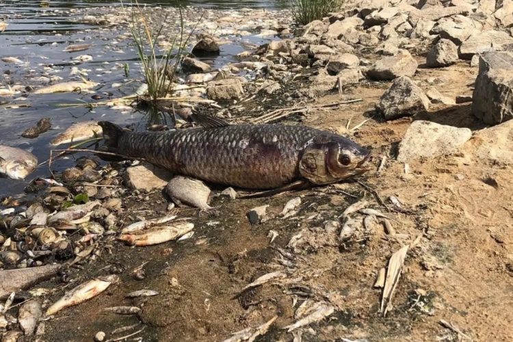 Das Fischsterben in der Oder kostete zahllose Tiere das Leben. Die Ursache ist nach wie vor nicht klar. Foto: Forum Natur Brandenburg