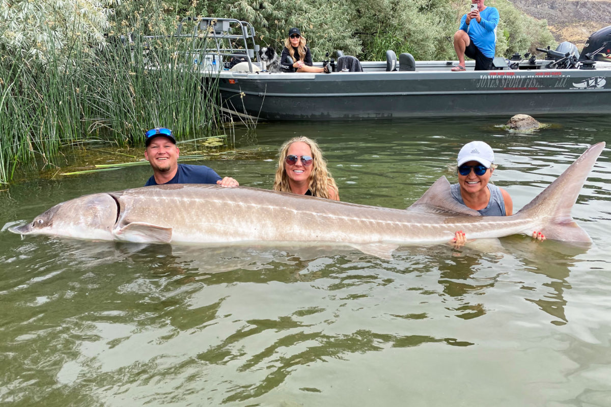 Der neue Rekordstör in Idaho stammt aus einem Stausee. Er wurde wieder zurückgesetzt. Foto: Idaho Department of Fish and Game