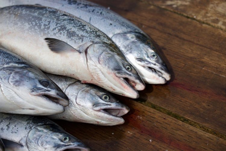 Norwegen ist weltweit führend in der Lachszucht. Um die große Menge an Lachs zu ernähren, wird jedoch eine enorme Menge an Ressourcen benötigt. Foto: Pixabay